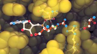 F₁ATPase catalytic site binding and hydrolysis of ATP [upl. by Anniram]