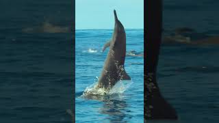 Spinner Dolphins Freedive [upl. by Sanger18]