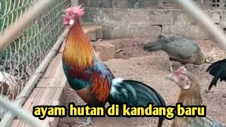 Ayam hutan adaptasi kandang [upl. by Enoitna]