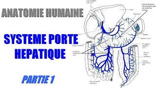 ANATOMIE DE LA VEINE PORTE HEPATIQUE  Présentation générale 1 [upl. by Willcox]