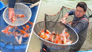 First Koi Harvest of the season 2020 Shintaro Koi Farm Japan [upl. by Bergstein]