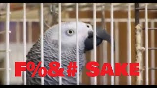 BIRD SWEARING COMPILATION  TRY NOT TO LAUGH [upl. by Cahn]