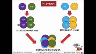 Histonas y Nucleosomas  Ácidos Nucleicos parte V [upl. by Yrneh]