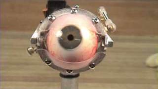 Animatronic Eye MechanismHuman Eye [upl. by Tecil64]