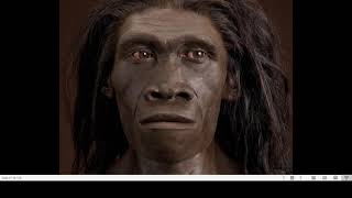 From Lucy to Homo erectus [upl. by Yorick91]