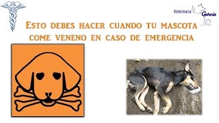 ¿QUE DEBO HACER SI MI PERRITO COMIÓ VENENO [upl. by Esmeralda]