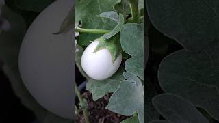 terracegardening nature flowers exotic vegetables food shorts colour eggplant happy [upl. by Nivanod]