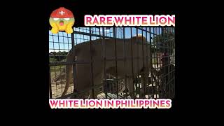 RARE WHITE LION IN PHILIPPINES  BALUARTE NI CHAVIT SINGSON  BALUARTE ZOO IN VIGAN ILOCOS [upl. by Titus]