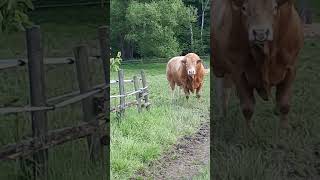 entspannte Tiere auf dem Birkenhof Elz [upl. by Schertz]