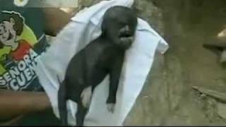 Alien Hybrid Discovered In South America 2011 [upl. by Amory163]