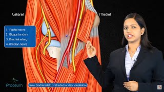 Cubital fossa anatomy  Boundaries contents and clinical anatomy [upl. by Otrepur]