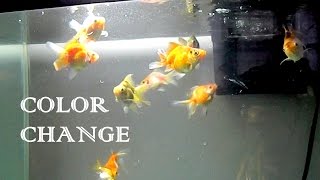 Ryukin Goldfish Fry Color Change  3 Months Update [upl. by Egwin]