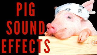 PIG SOUND EFFECTS  Pig Sounds and Oink 👆😀😍 [upl. by Eibo]