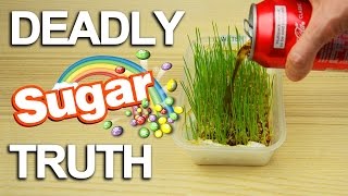 Sugar Truth What it really does to your body [upl. by Sehcaep]