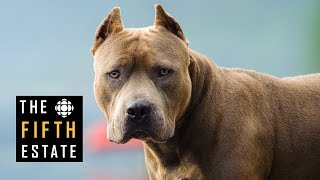 Pit Bulls Unleashed Should They Be Banned  The Fifth Estate [upl. by Ltihcox976]