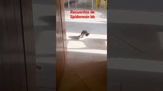 recuerdos de Spidermancats cat catlover catvideos recuerdos gatitos tiernos animals [upl. by Ahsilet746]