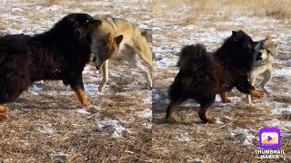 Tibetan Mastiff Vs Wolf Dog Vs Wolf 2021 Video [upl. by Jaqitsch462]