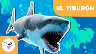 El tiburón 🦈 Animales para niños 🌊 Episodio 8 [upl. by Htesil]