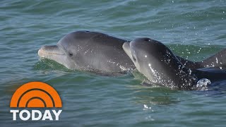 Dolphin moms use baby talk to call their young research shows [upl. by Deeraf]