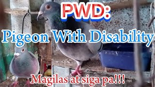 PWDPIGEON WITH DISABILITYMagilas at sigaflex paronda mga breeder natin [upl. by Gladine]