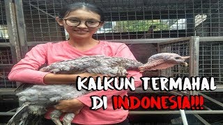 beternak Kalkun termahal di Indonesia [upl. by Joses126]