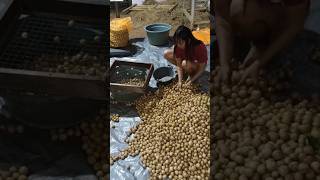 Cara mudah sortir buah duku [upl. by Kenric]