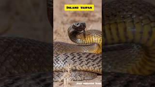 inland taipan inlandtaipan snake discovery facts venomous raresnake shorts factdiscovertamil [upl. by Pussej]