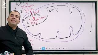 respiration part 2  Krebs cycle and electron transport [upl. by Darian518]