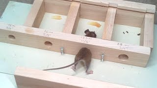 How small a hole can a mouse get through Experiments [upl. by Alieka]