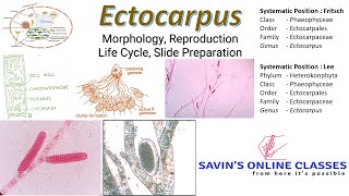 Ectocarpus Life Cycle I Reproduction I Morphology I Live Class [upl. by Anirtruc]