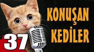 Konuşan Kediler 37  En Komik Kedi Videoları [upl. by Veats]