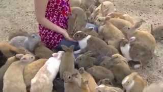 Okunoshima Bunny Island [upl. by Icram393]