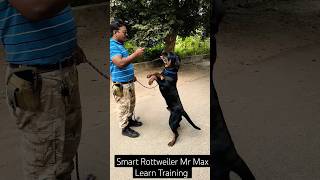 Smart Rottweiler Mr Max Learn Training session 465 shorts [upl. by Rodney822]