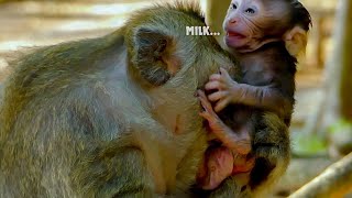 Milk Milk Poor little baby monkey crying tantrum angry mum not nursing [upl. by Niarb]