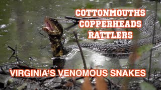 Cottonmouths Copperheads and Rattlers Virginias Venomous Snakes [upl. by Enyrehtak51]