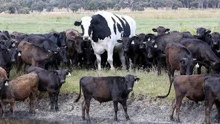 One Of The Worlds Biggest Cow 64quot Tall And 14 Tons In Australia [upl. by Yerot646]