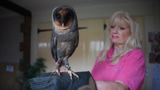 Rare Black Barn Owl [upl. by Eetsirk]