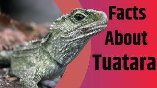 Facts About Tuatara  The Living Fossil  2020 [upl. by Estey646]