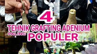 4 TEHNIK GRAFTING ADENIUM PALING POPULER [upl. by Anagrom]