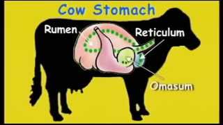 FOR KIDS  The Cows Stomach video [upl. by Doggett794]