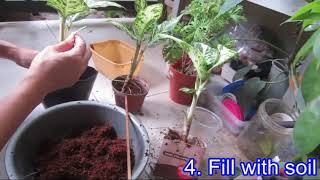 Dieffenbachia Dumb Cane  How to repot [upl. by Connors]