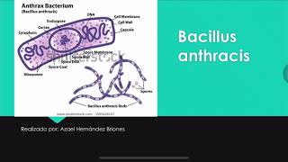 Bacillus Anthracis [upl. by Ashraf]