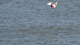 Ringbilled Gull going for a Red Solo Cup [upl. by Eelsnia]