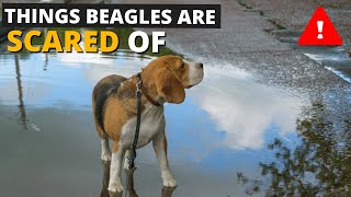 7 Most Common Things Beagles are Scared of and How to Deal with them [upl. by Polito996]