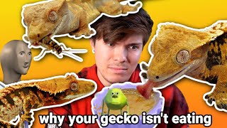 WHAT TO DO WHEN YOUR CRESTED GECKO WONT EAT [upl. by Eilyr195]