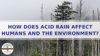 How does Acid Rain affect Humans and the Environment [upl. by Adlanor]