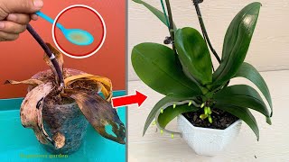 The magical secret for orchids to take root quickly First time sharing [upl. by Monk]