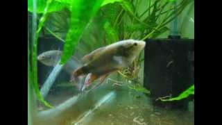 Macropodus Concolor breeding preparationsBlack Paradise fish [upl. by Jaenicke]