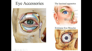 Basic Structure amp Function of the Eye [upl. by Lladnek]