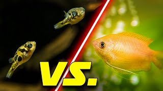 Best Nano Fish amp Invertebrates For ANY Fish Tank This vs That [upl. by Sorce]